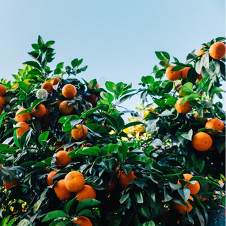 MANDARINIER SATSUMA OWARI