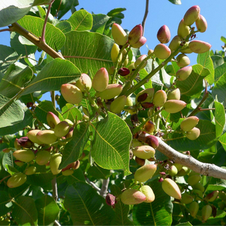 PISTACHIER VERA KERMAN (femelle)