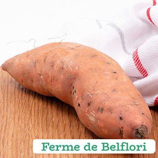 Patate douce