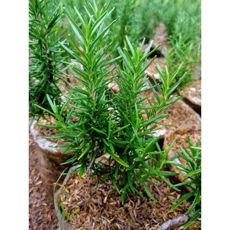 Rosemary