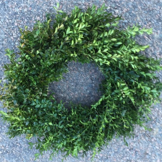 24 inch Boxwood Wreath