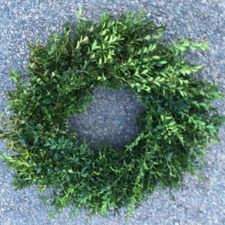 20 inch Boxwood Wreath