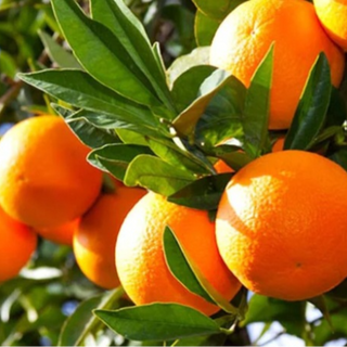 California Navel Oranges - 18 lb. box