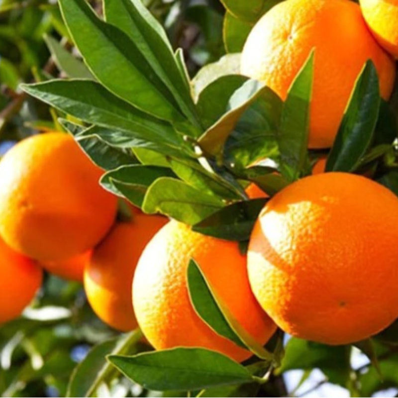 California Navel Oranges - 18 lb. box