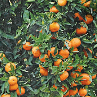 GOLDEN NUGGET MANDARINS - 11 LB $30