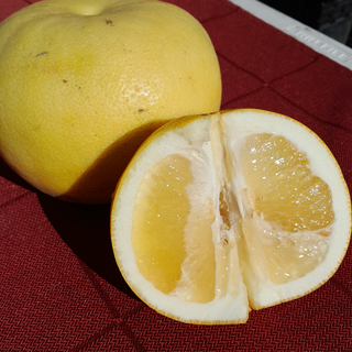 WHITE GRAPEFRUIT -  8LB $24