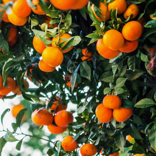 California Navel Oranges - 26 lb. box 