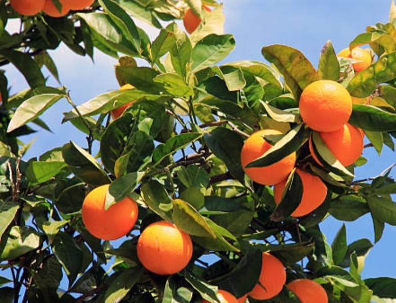 Citrus order form - Banner