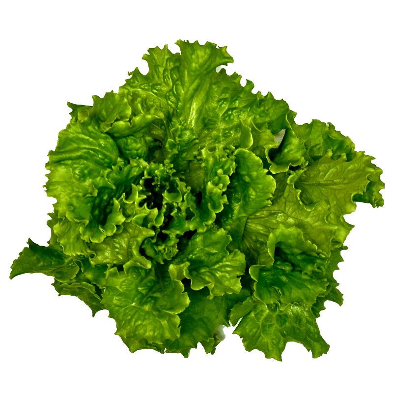 Green Leaf Lettuce (Bergam's)