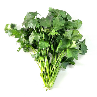 Cilantro