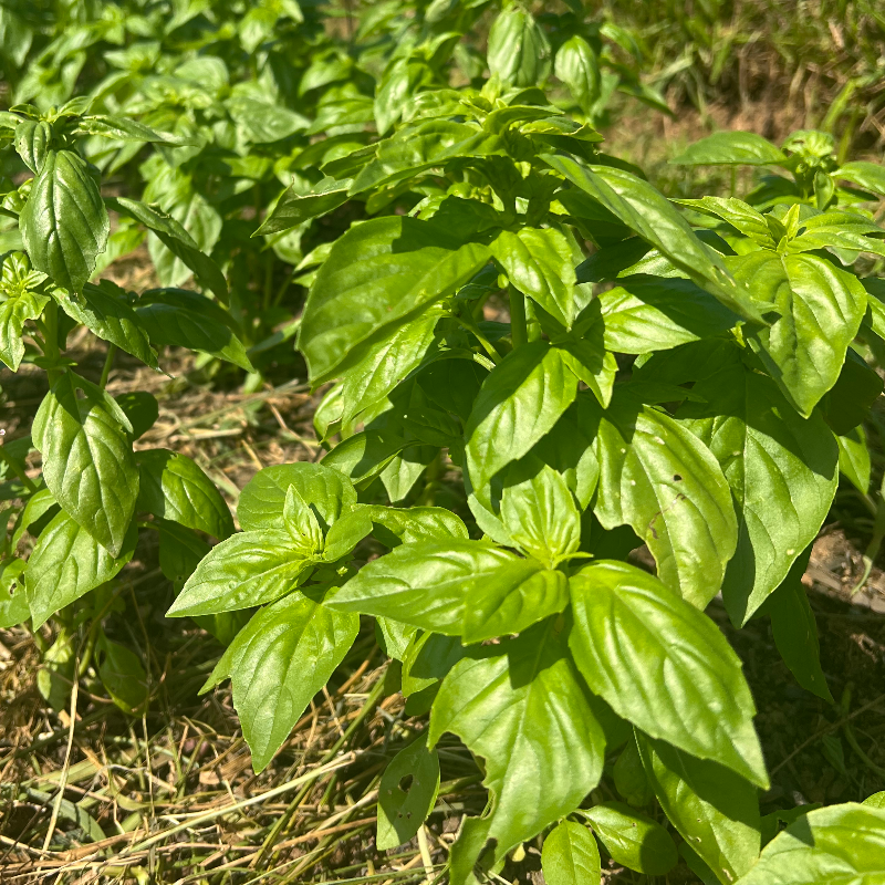 Basil-sweet Italian (bunch) Main Image