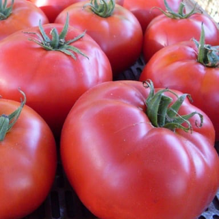 Mashenka Tomato
