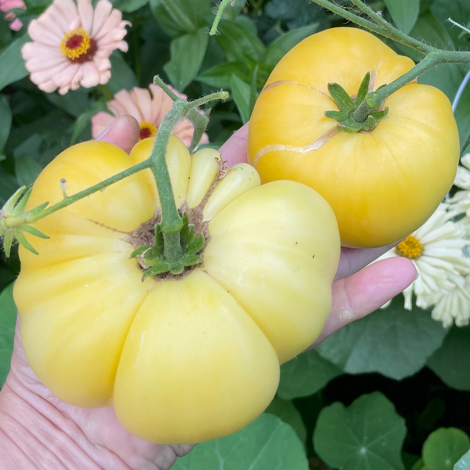 Mr. Snow Dwarf Tomato
