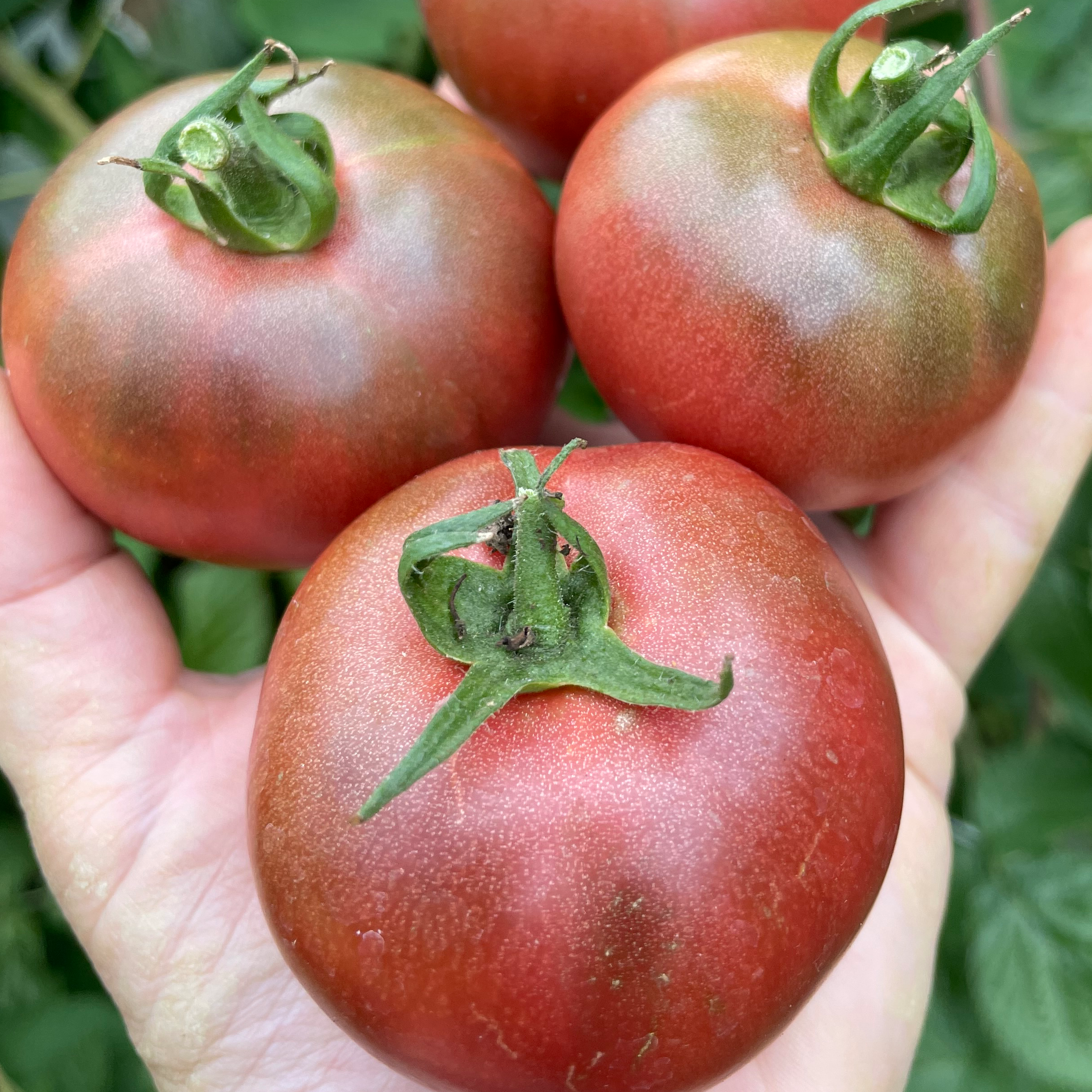 Raspberry Mochi Tomato