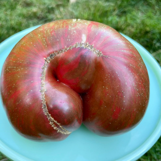 Pink Berkeley Tie Dye Tomato