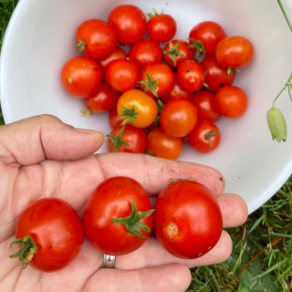 Lil Lise Micro Dwarf Tomato