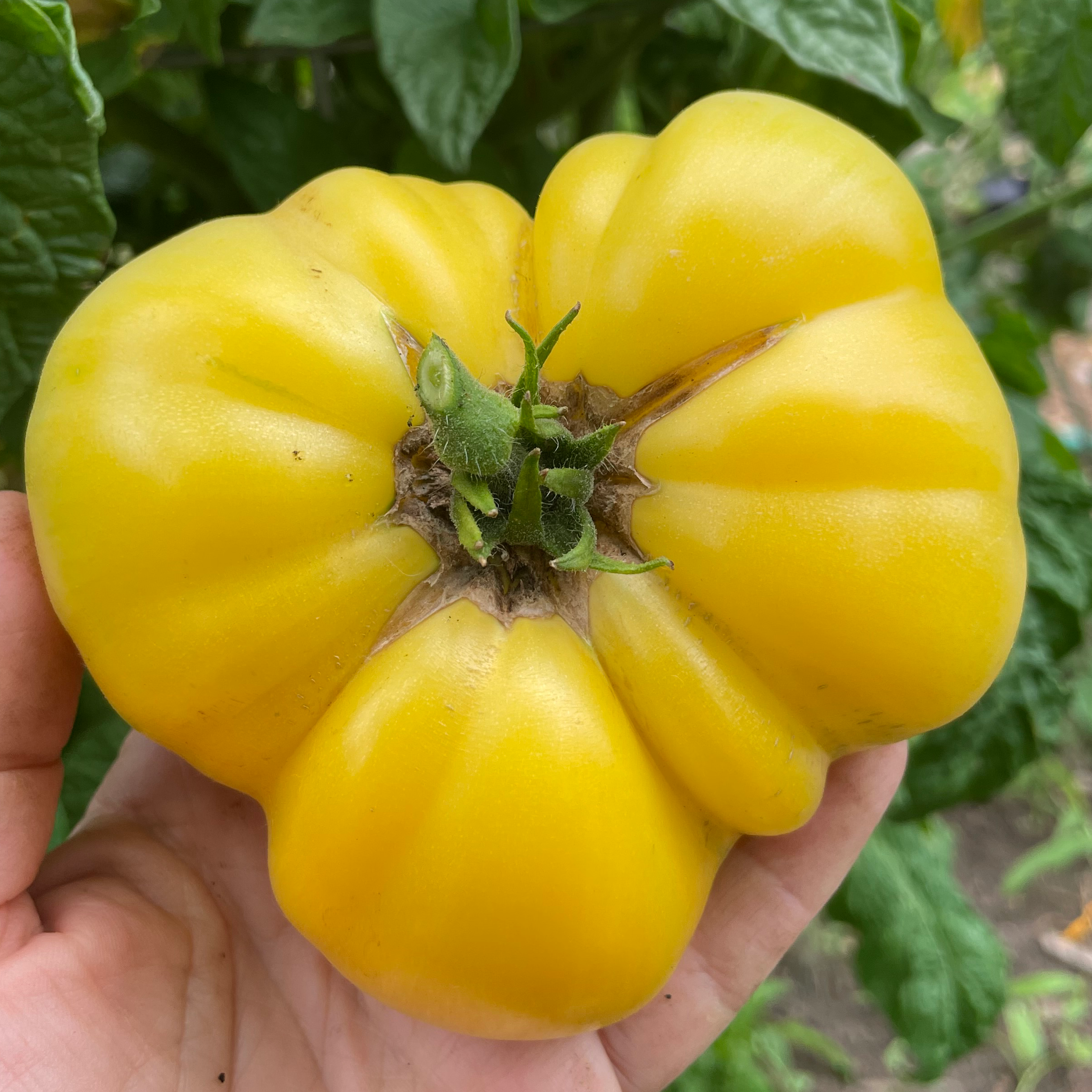 Loxton Lad Dwarf Tomato