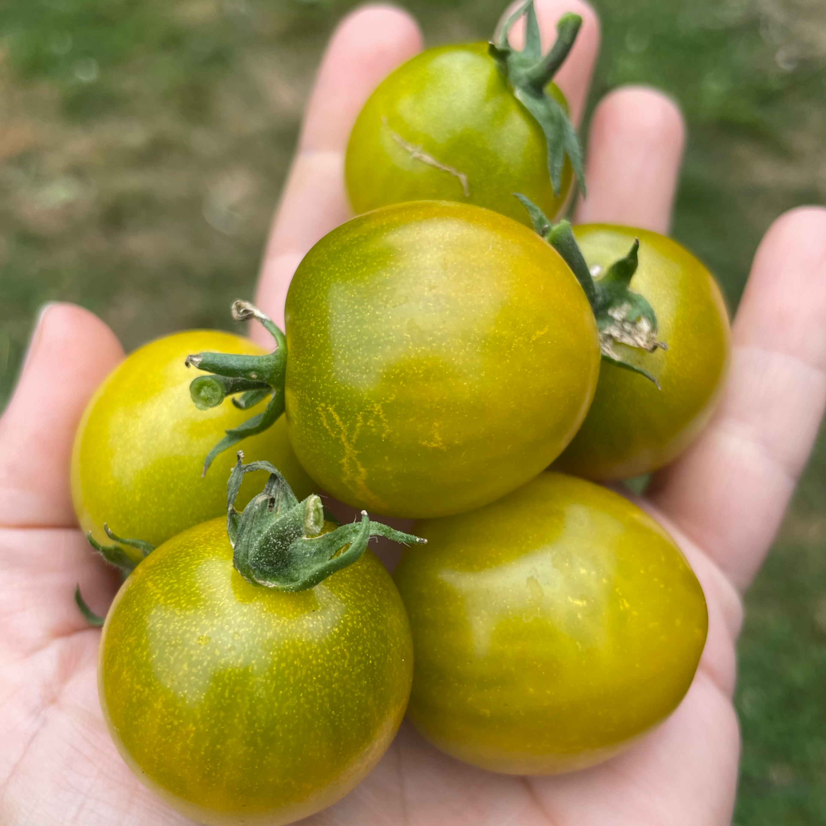 Green Grape Tomato