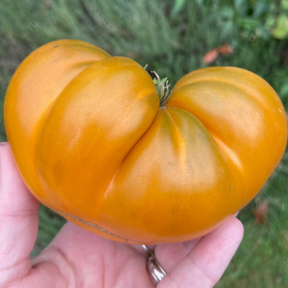 Uluru Ochre Dwarf Tomato