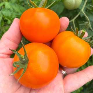 Sweet Satsuma Dwarf Tomato