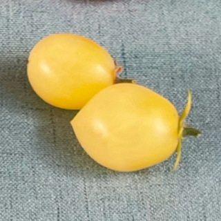 Hahms Gelby Micro Dwarf Tomato