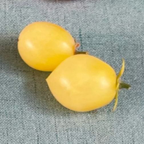Hahms Gelby Micro Dwarf Tomato