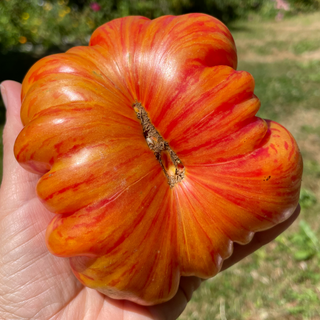 Lithium Sunset Tomato