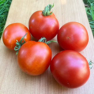 Kootenai Tomato