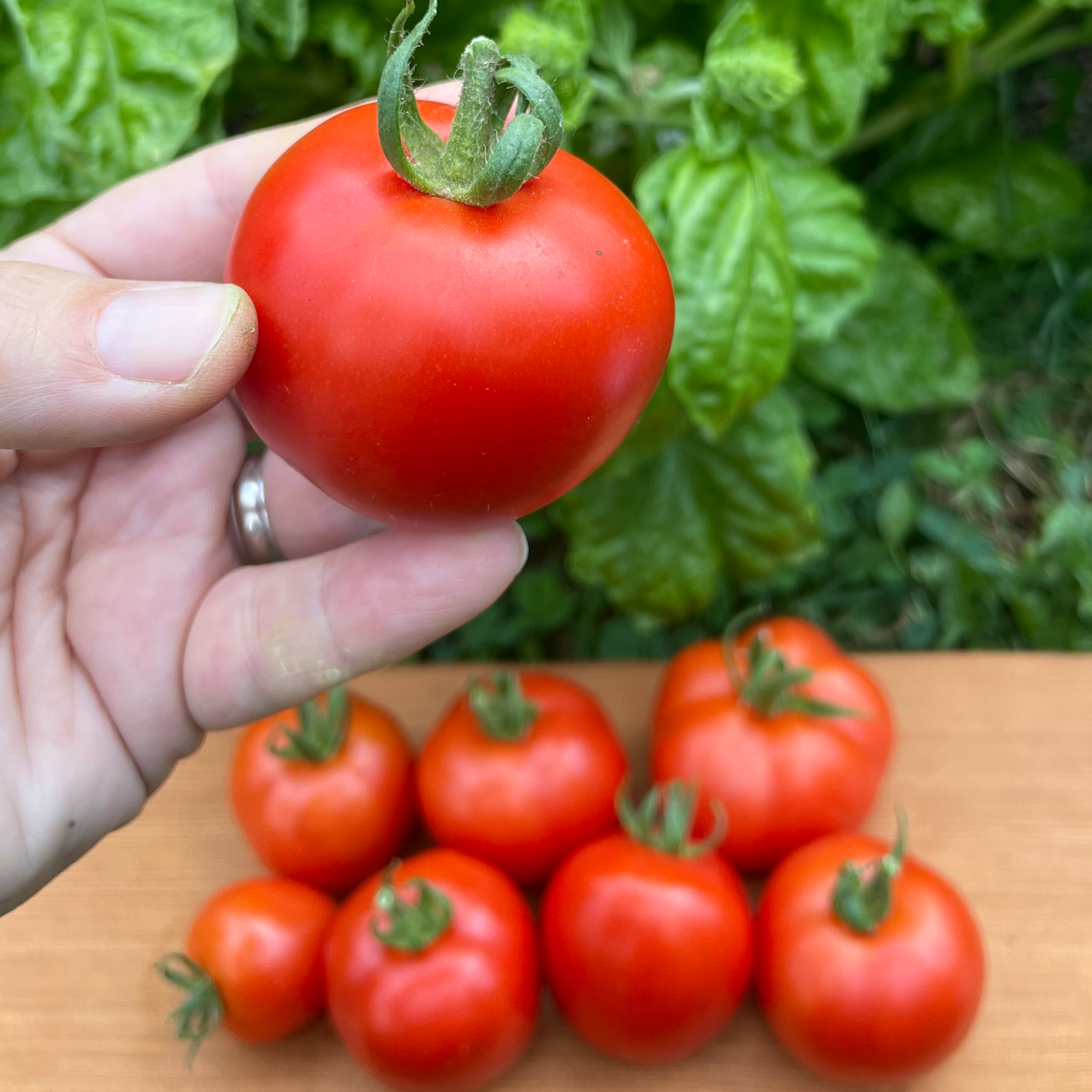 Early Cascade Tomato