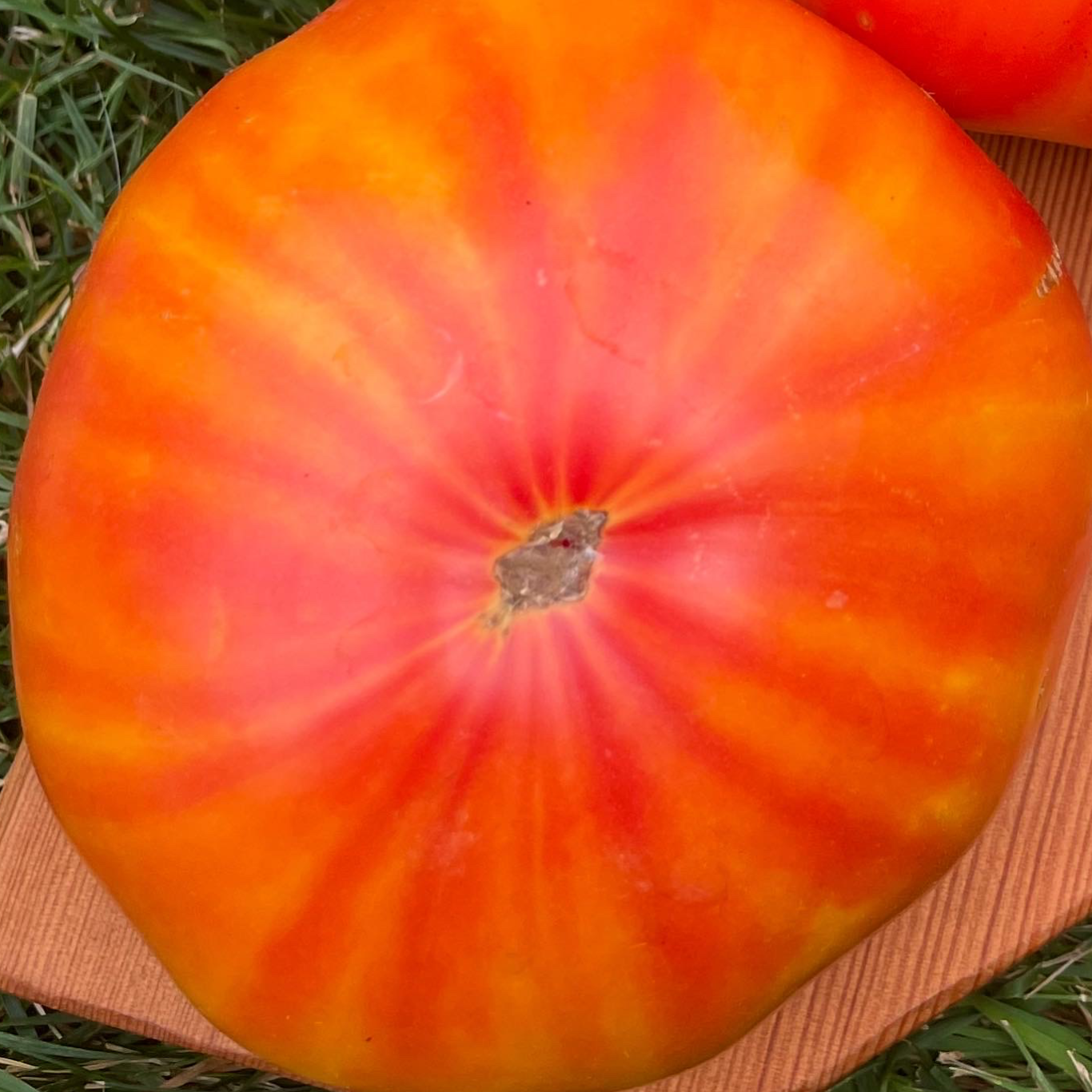Pamplemousse du Grand PereTomato
