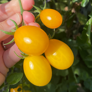 Chang Li Cherry Tomato