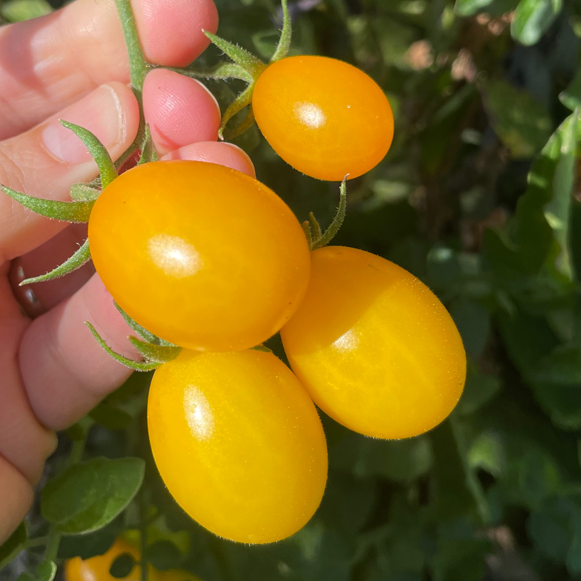 Chang Li Cherry Tomato