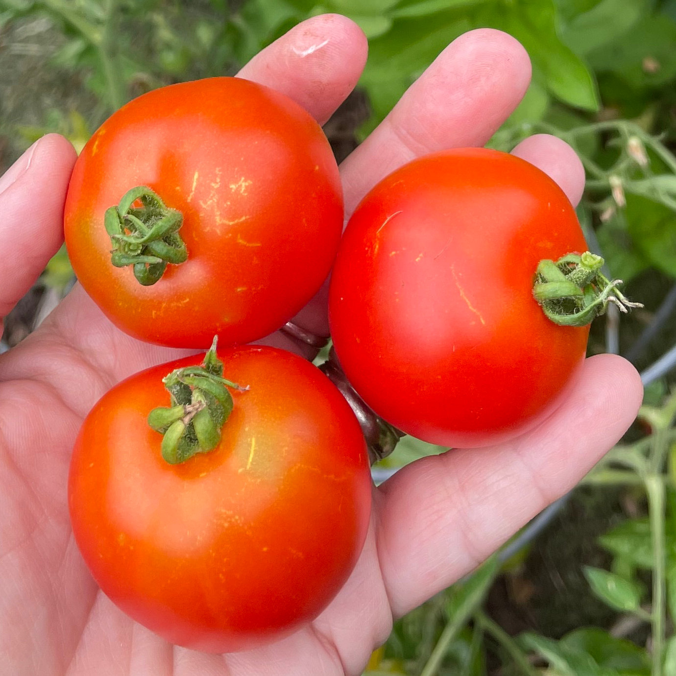 Early Willamette Tomato