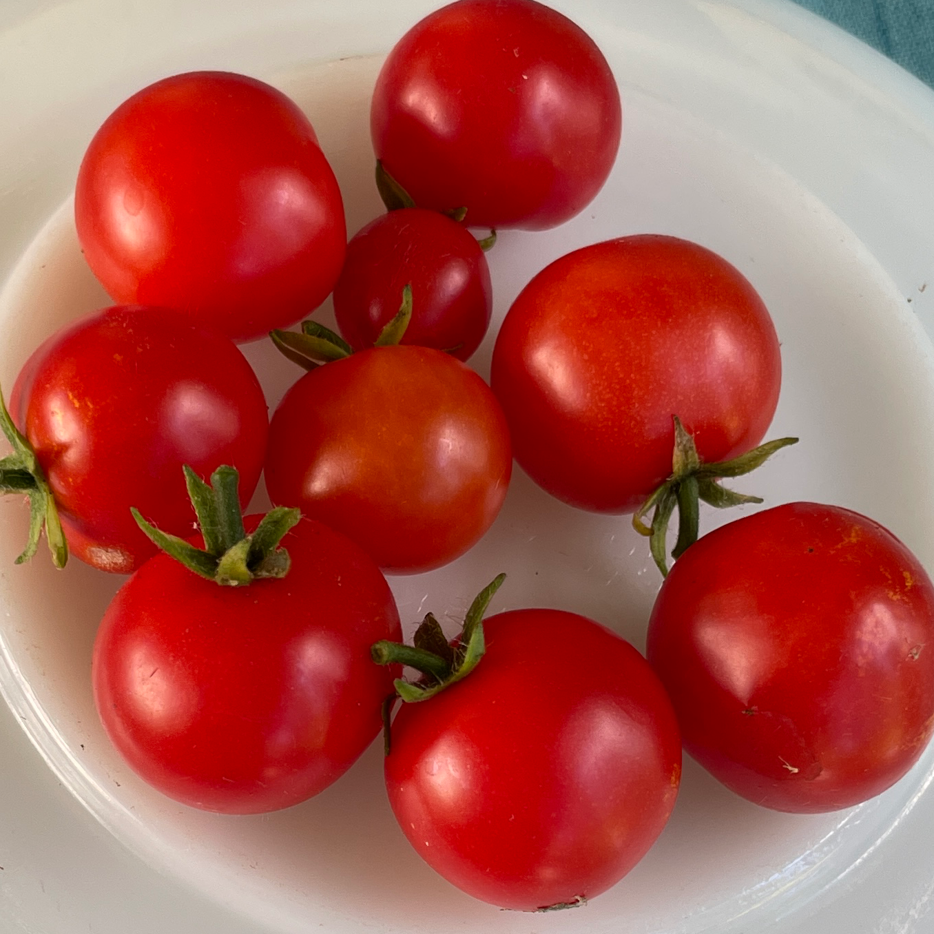 Red Robin Micro Dwarf Tomato