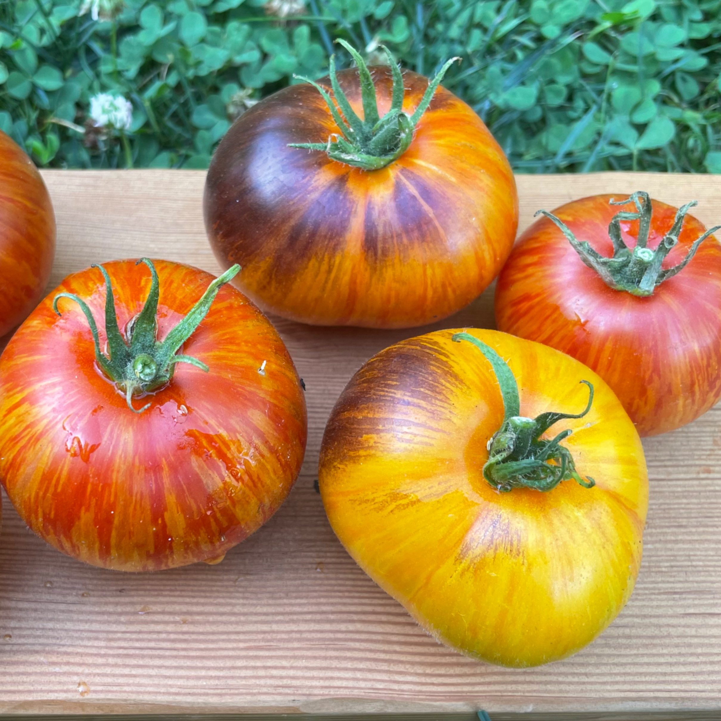 Alice's Dream Tomato