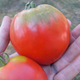 Maria Nagy Heart Tomato