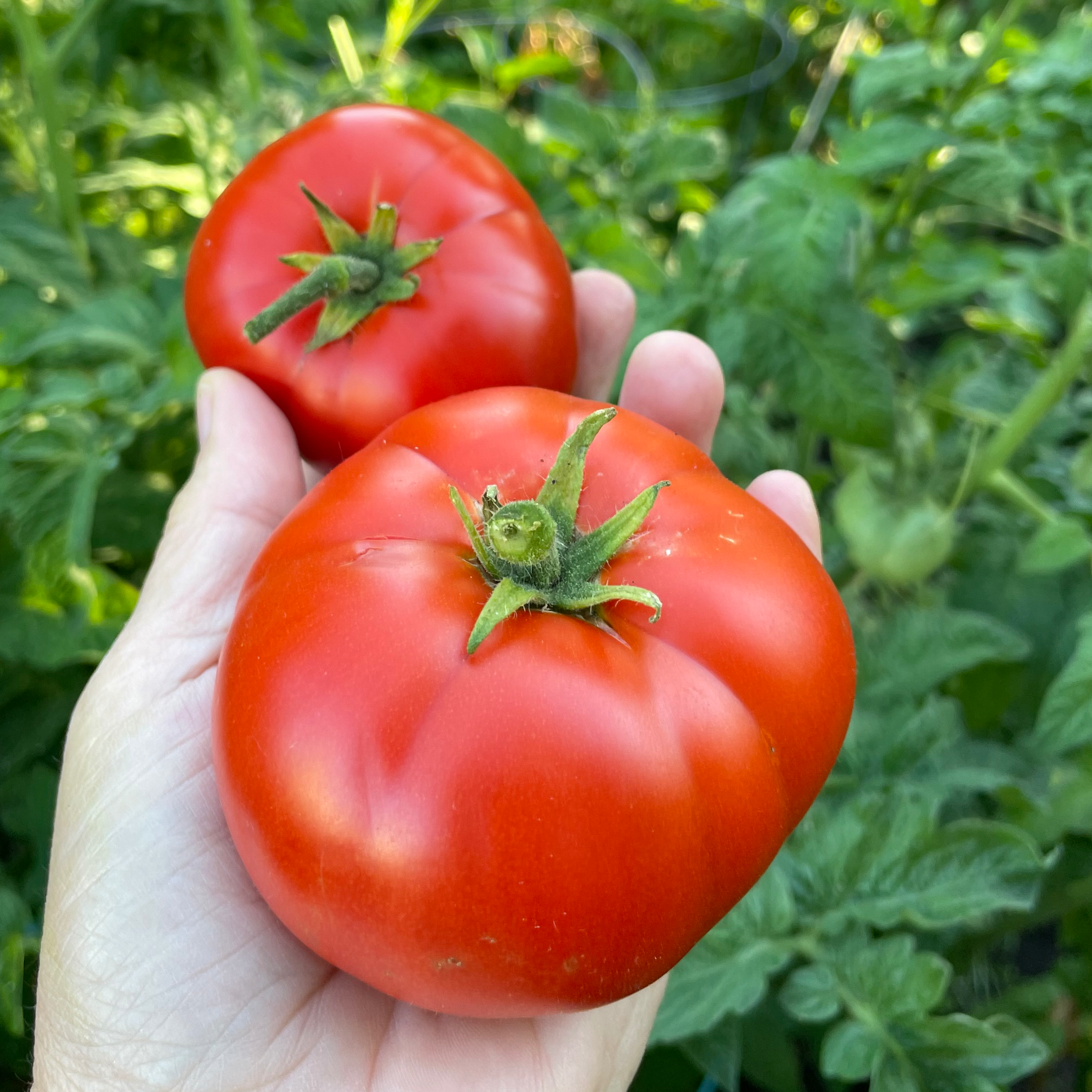 Mountain Princess Tomato