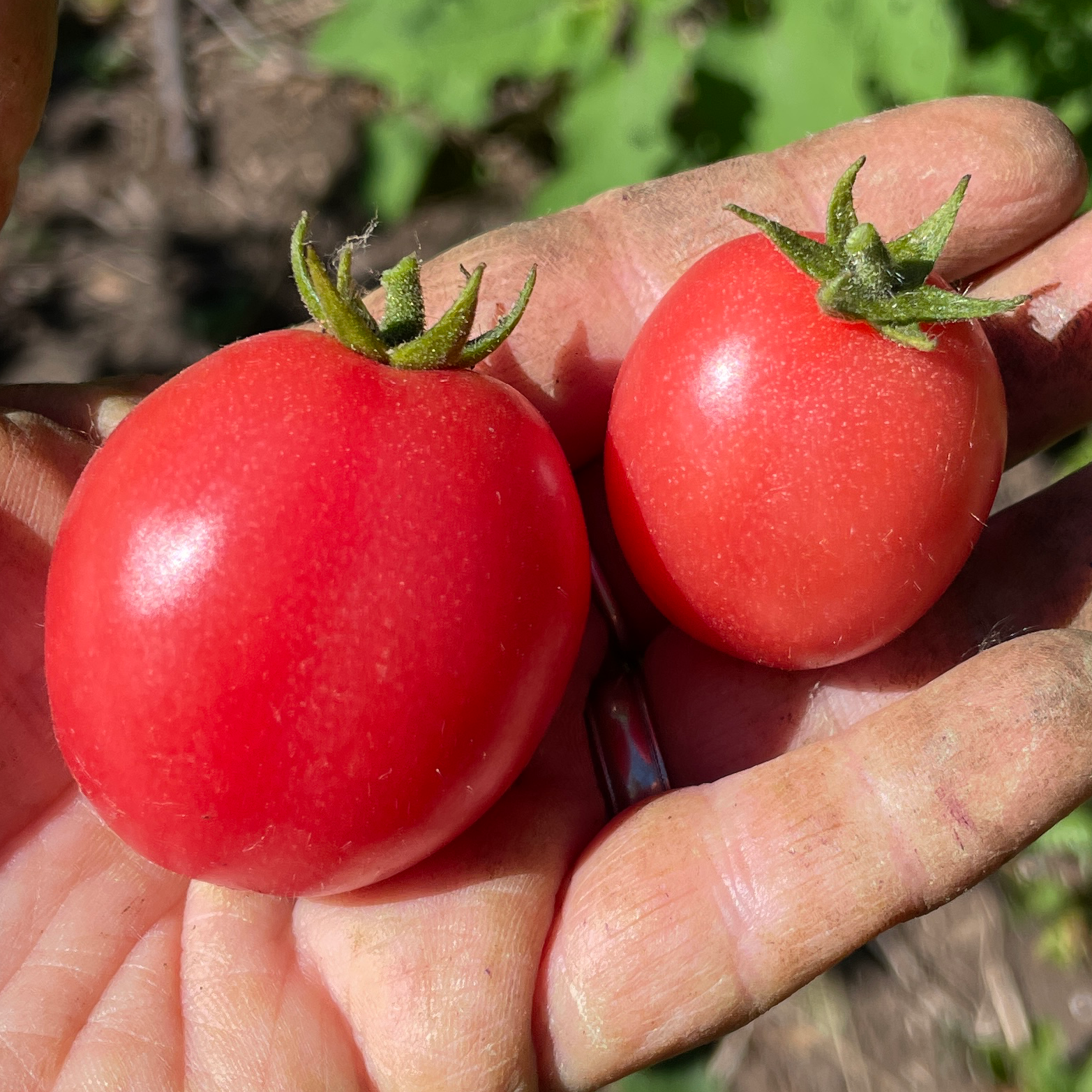 Thai Pink Egg Tomato