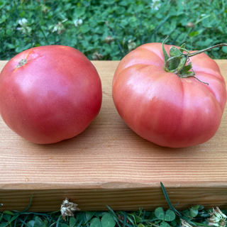 Chianti Rose Tomato