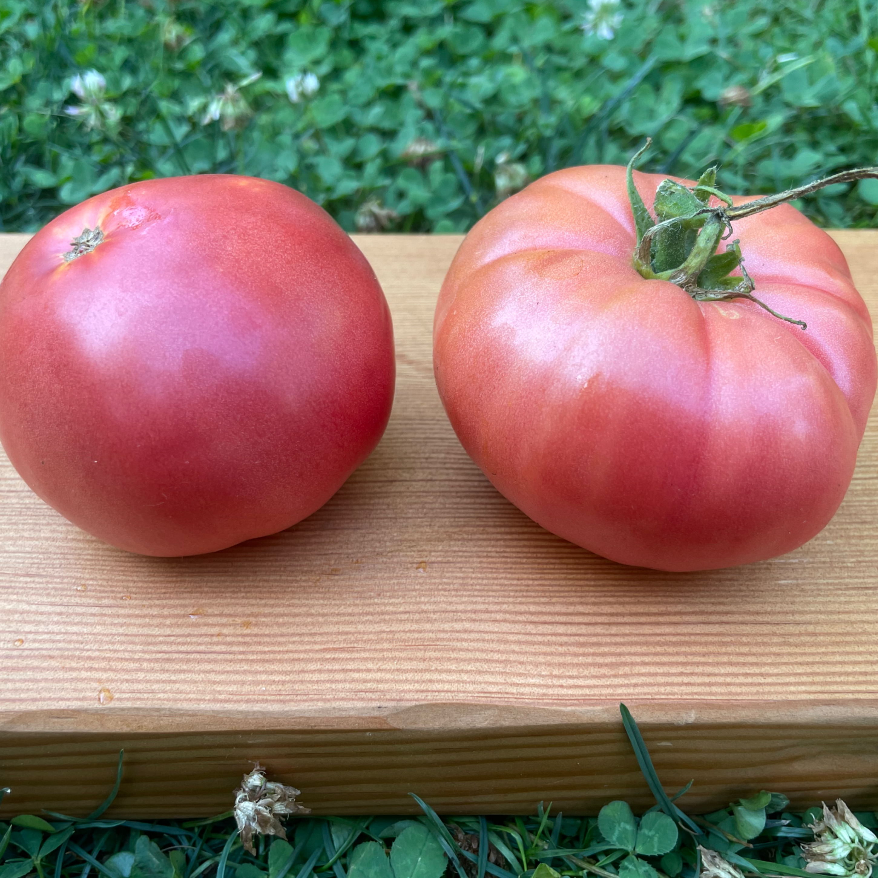 Chianti Rose Tomato