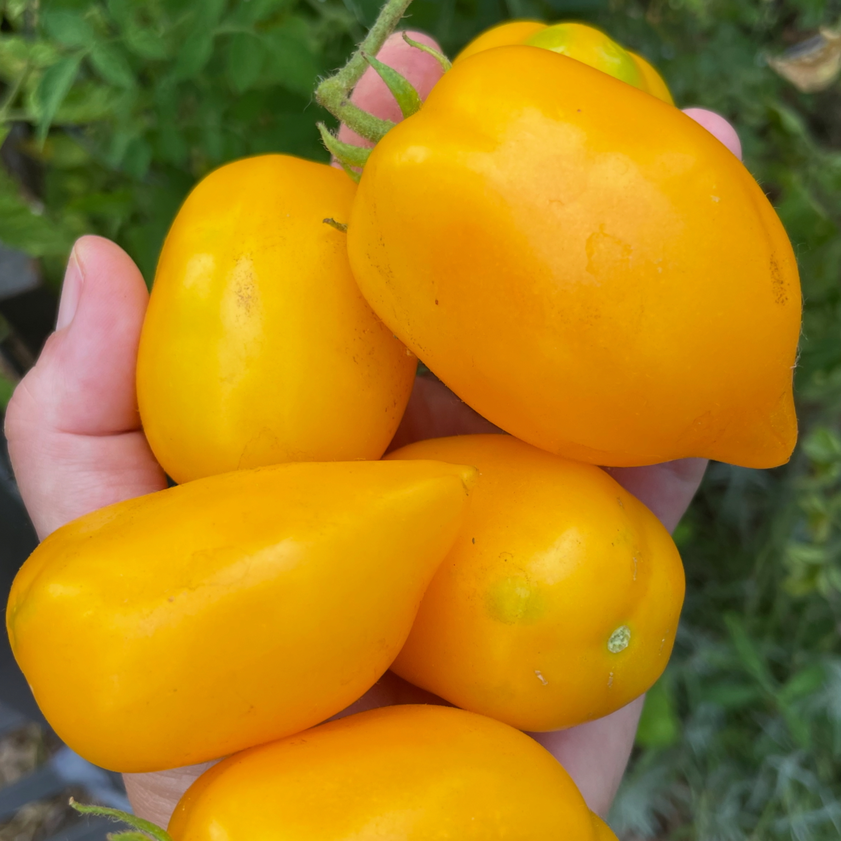 Citrus Garden Tomato