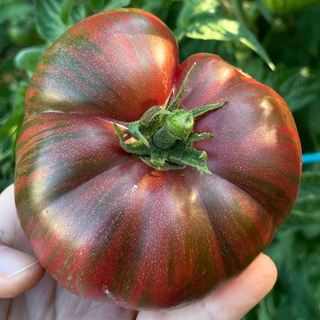 Tennessee Suited Dwarf Tomato