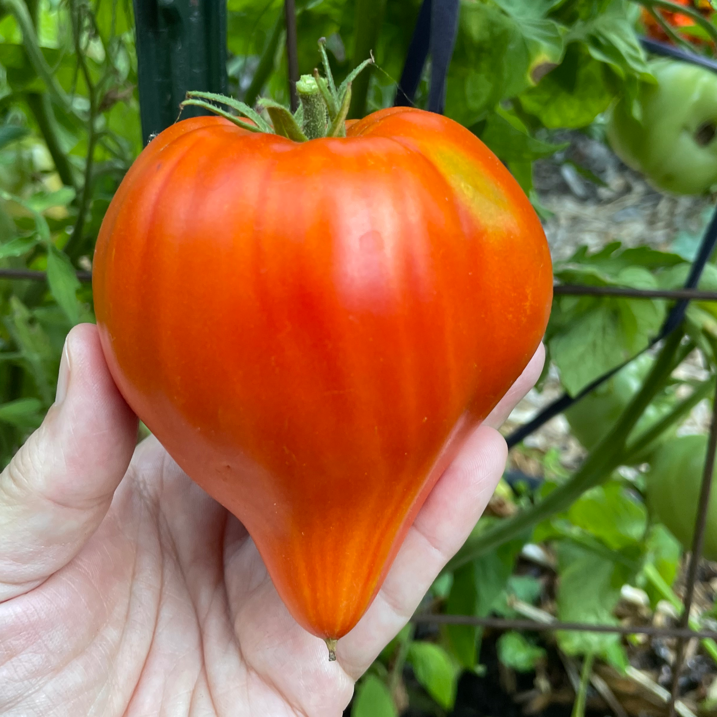 Teton de Venus Tomato