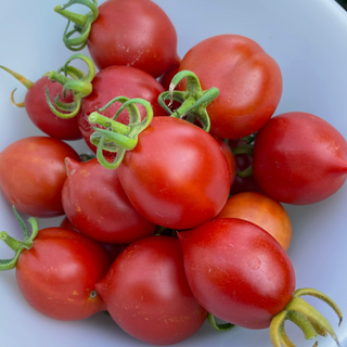 Piennolo del Vesuvio Tomato