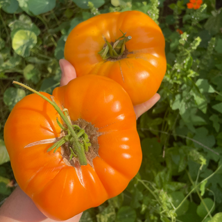Orange Crush Tomato