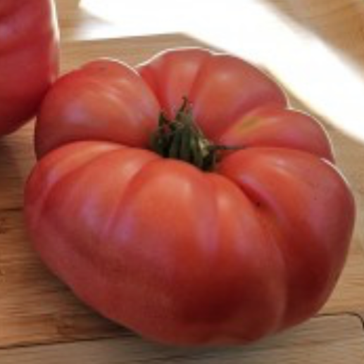 Snake Bite Dwarf Tomato