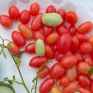 Maglia Rose Dwarf Tomato