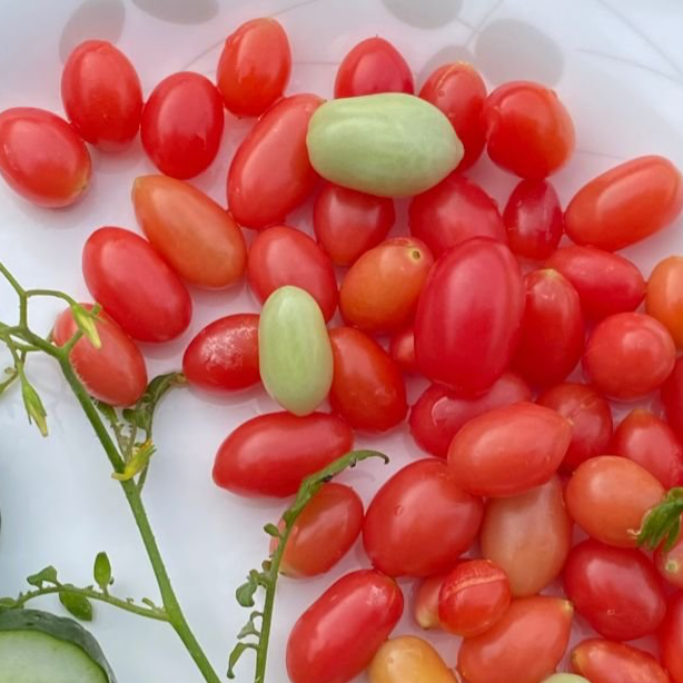 Maglia Rose Dwarf Tomato