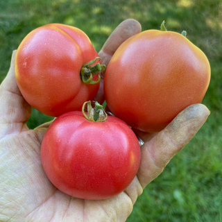 Clear Pink Dwarf Tomato
