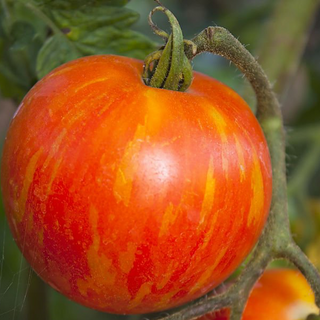 Tigerella Tomato